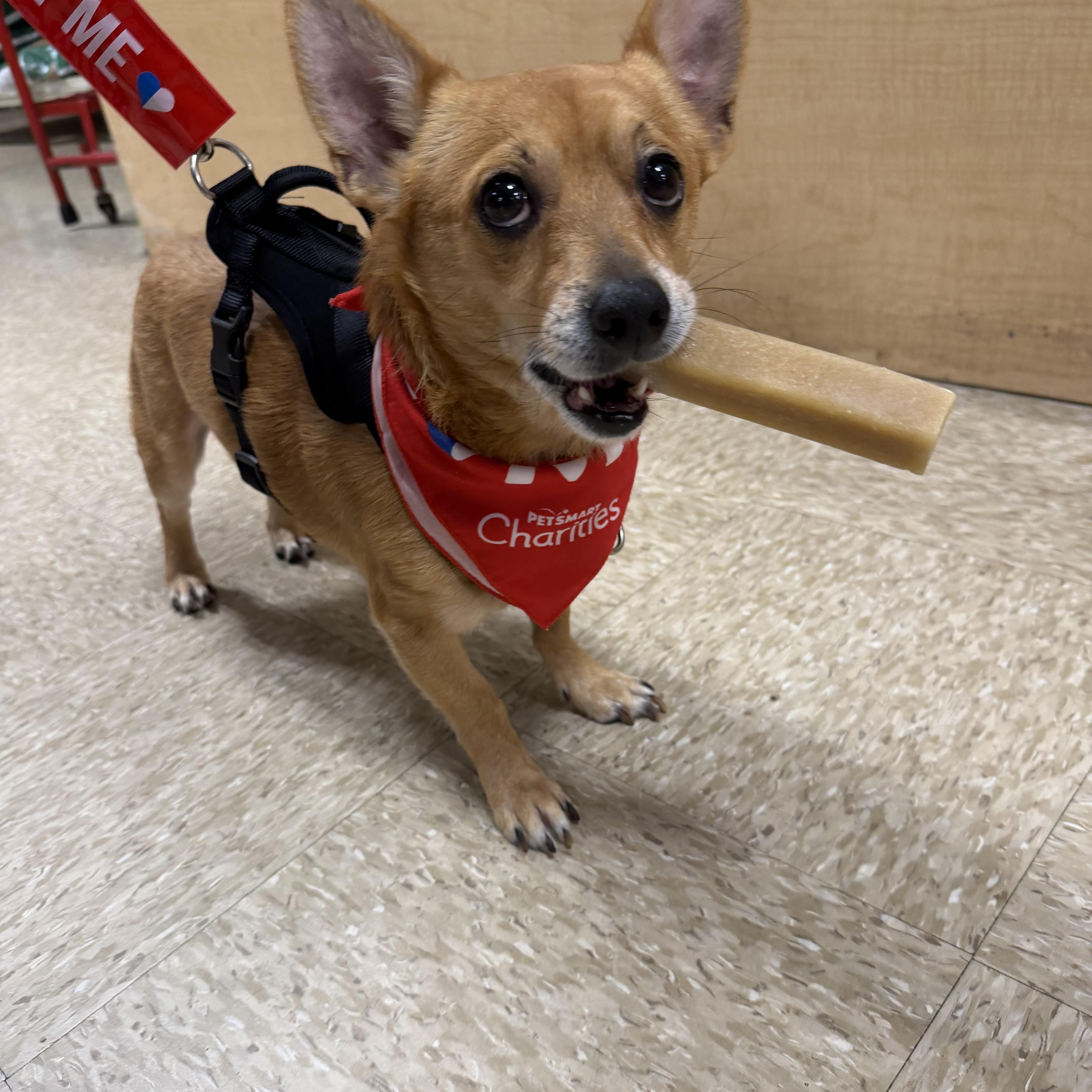 Enlarge Finn, a Adoptable Chiweenie in atlanta, GA image 1/3