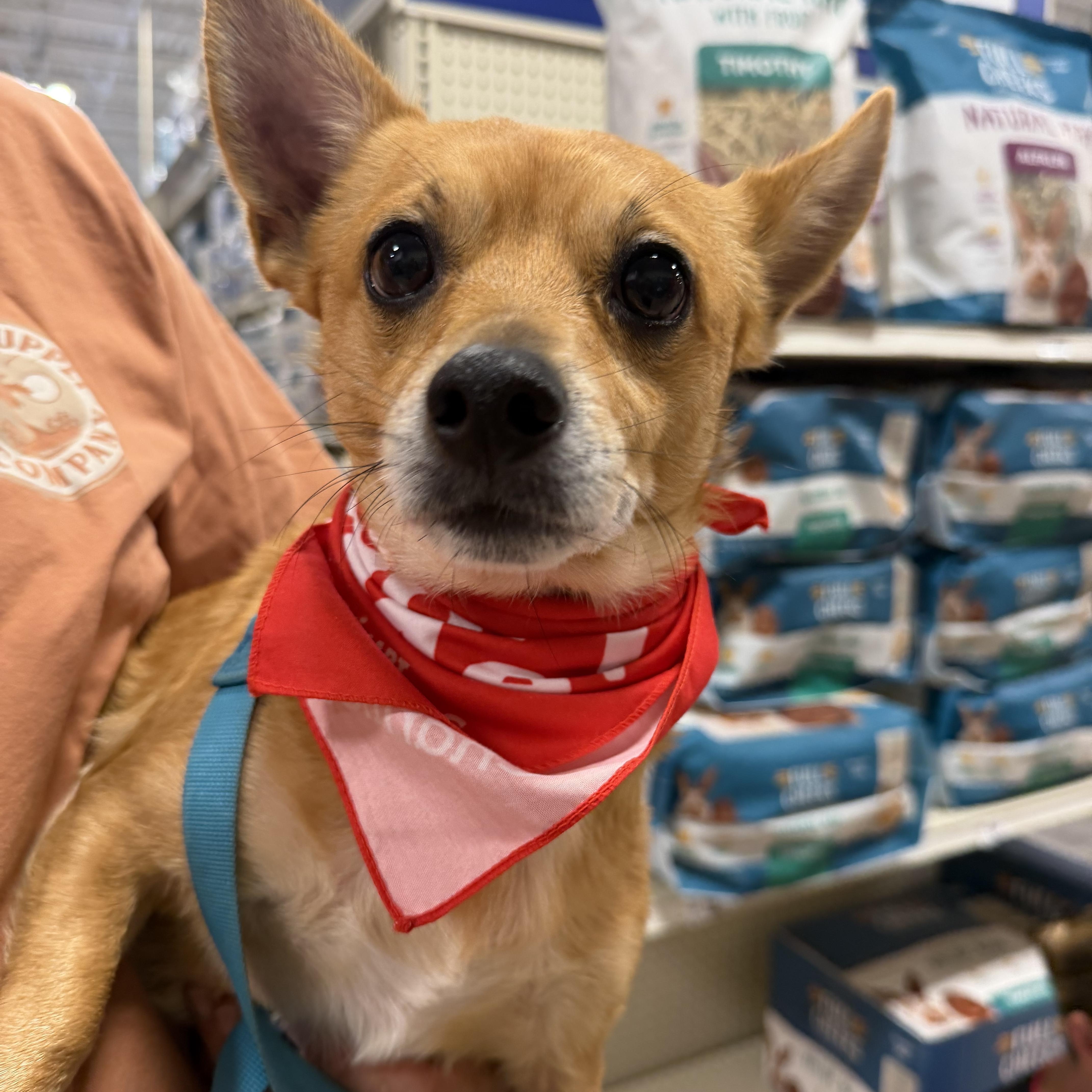 Enlarge Finn, a Adoptable Chiweenie in atlanta, GA image 2/3