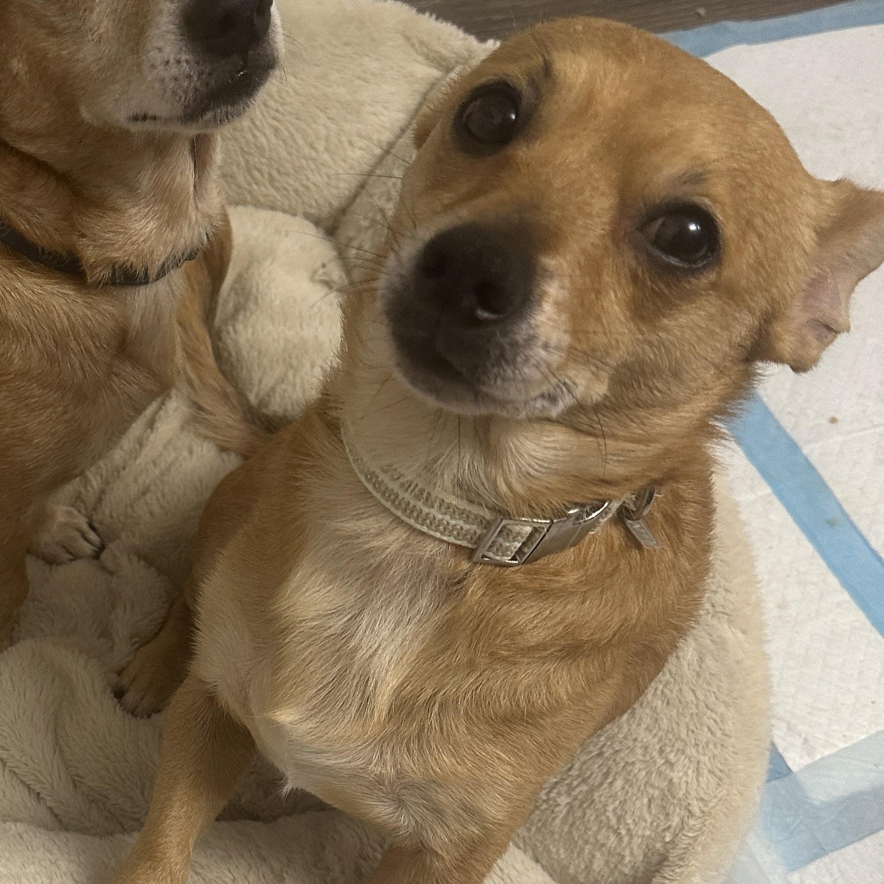 Enlarge Finn, a ADOPTABLE Chiweenie in atlanta, GA image 3/3