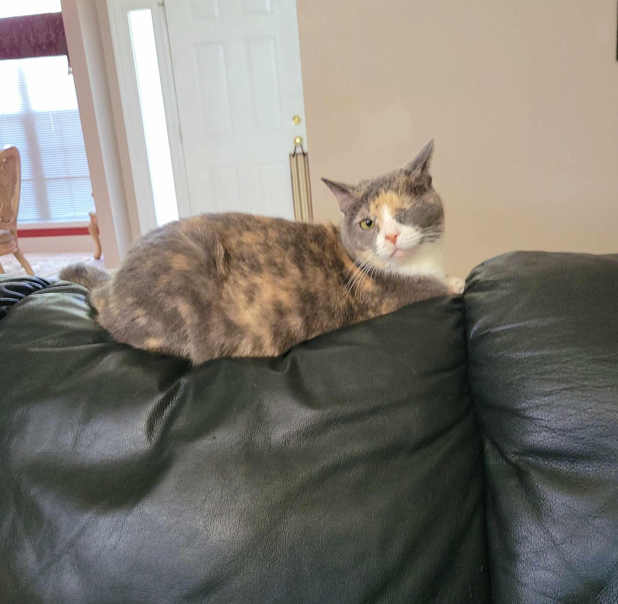 Winkie, Adoptable, Adult Female Dilute Calico.