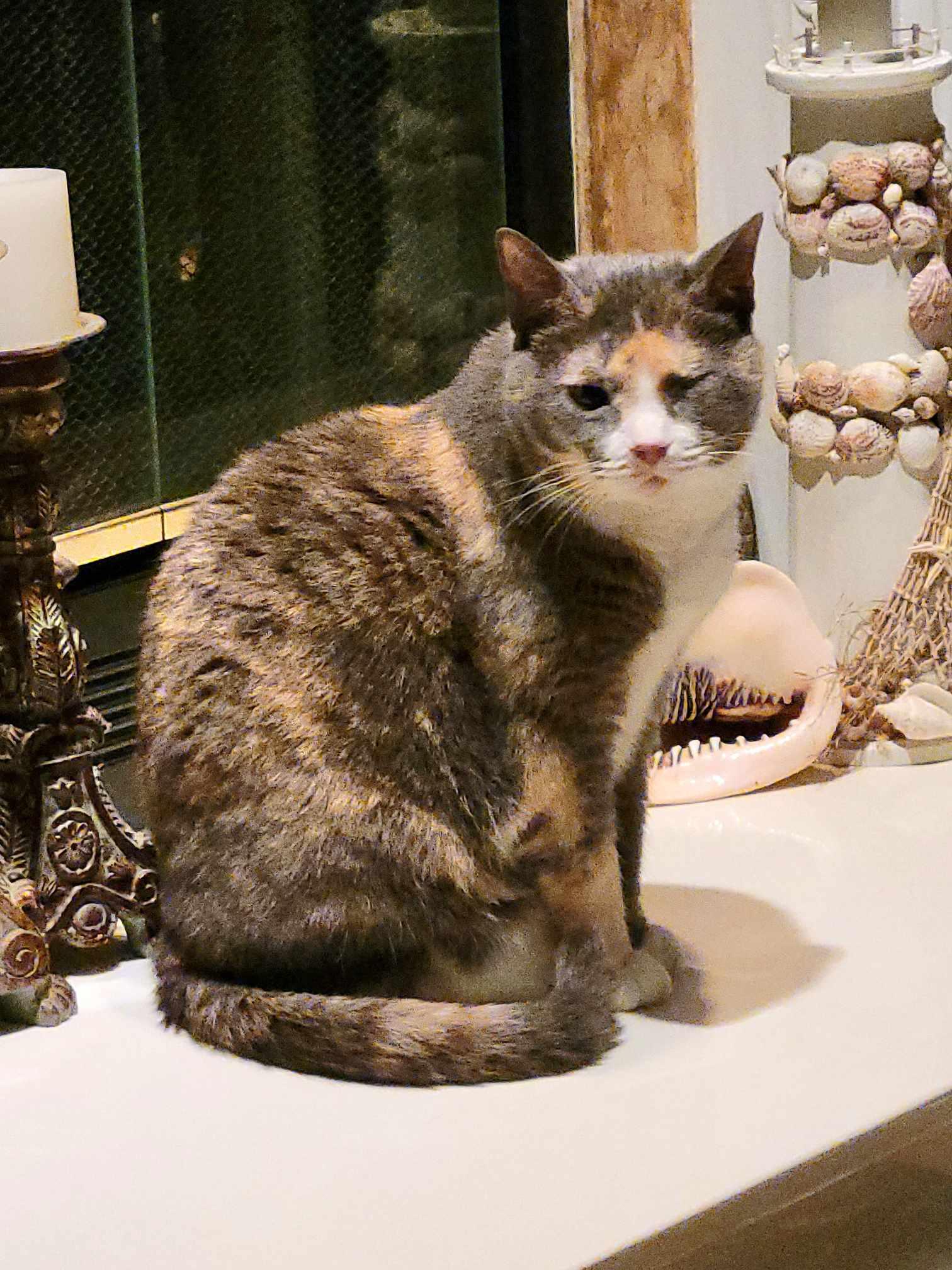Winkie, a Adoptable Dilute Calico in Little River, SC image 2/4