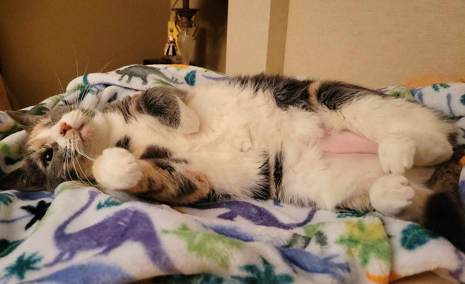 Winkie, a Adoptable Dilute Calico in Little River, SC image 3/4