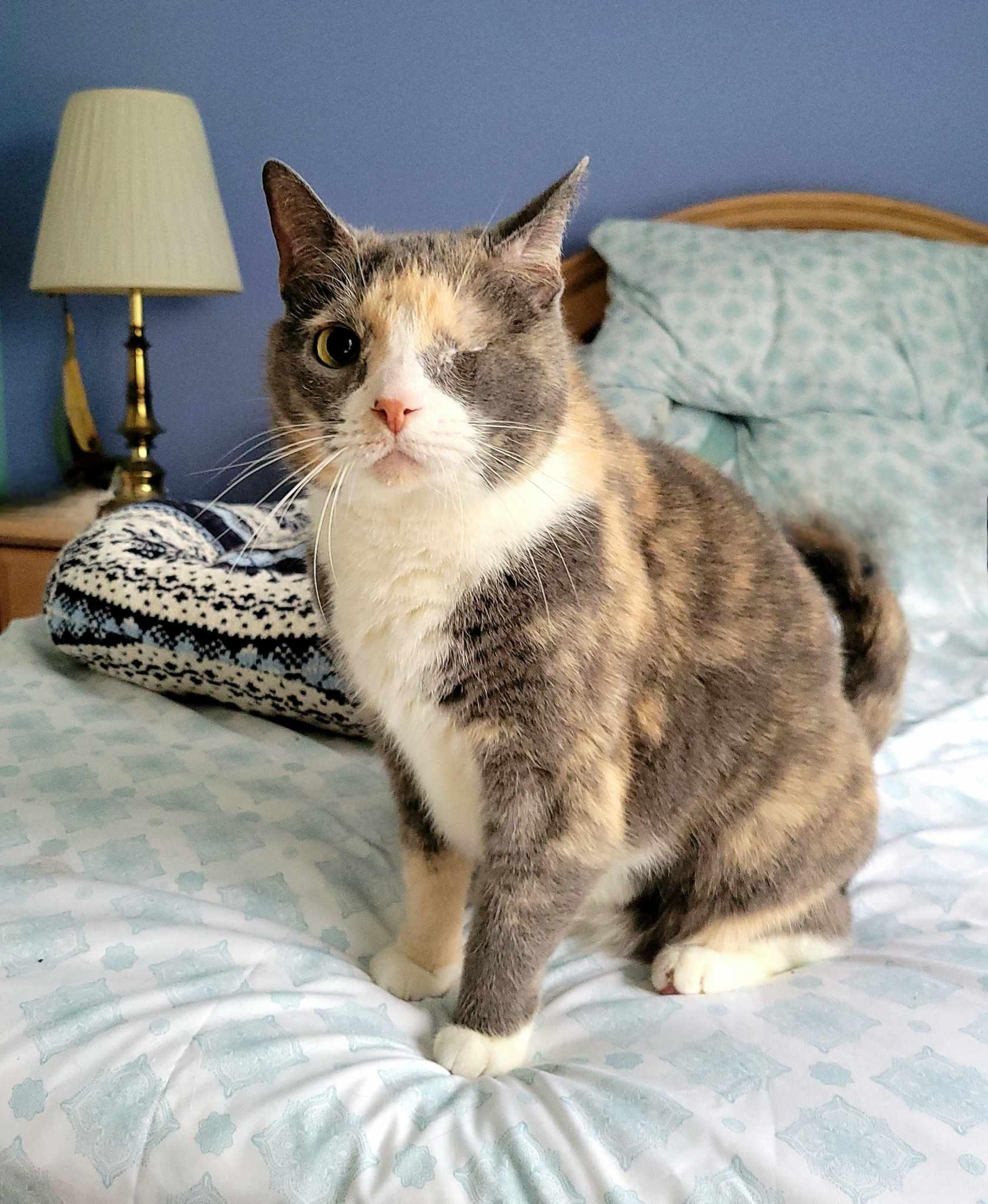 Winkie, a Adoptable Dilute Calico in Little River, SC image 4/4