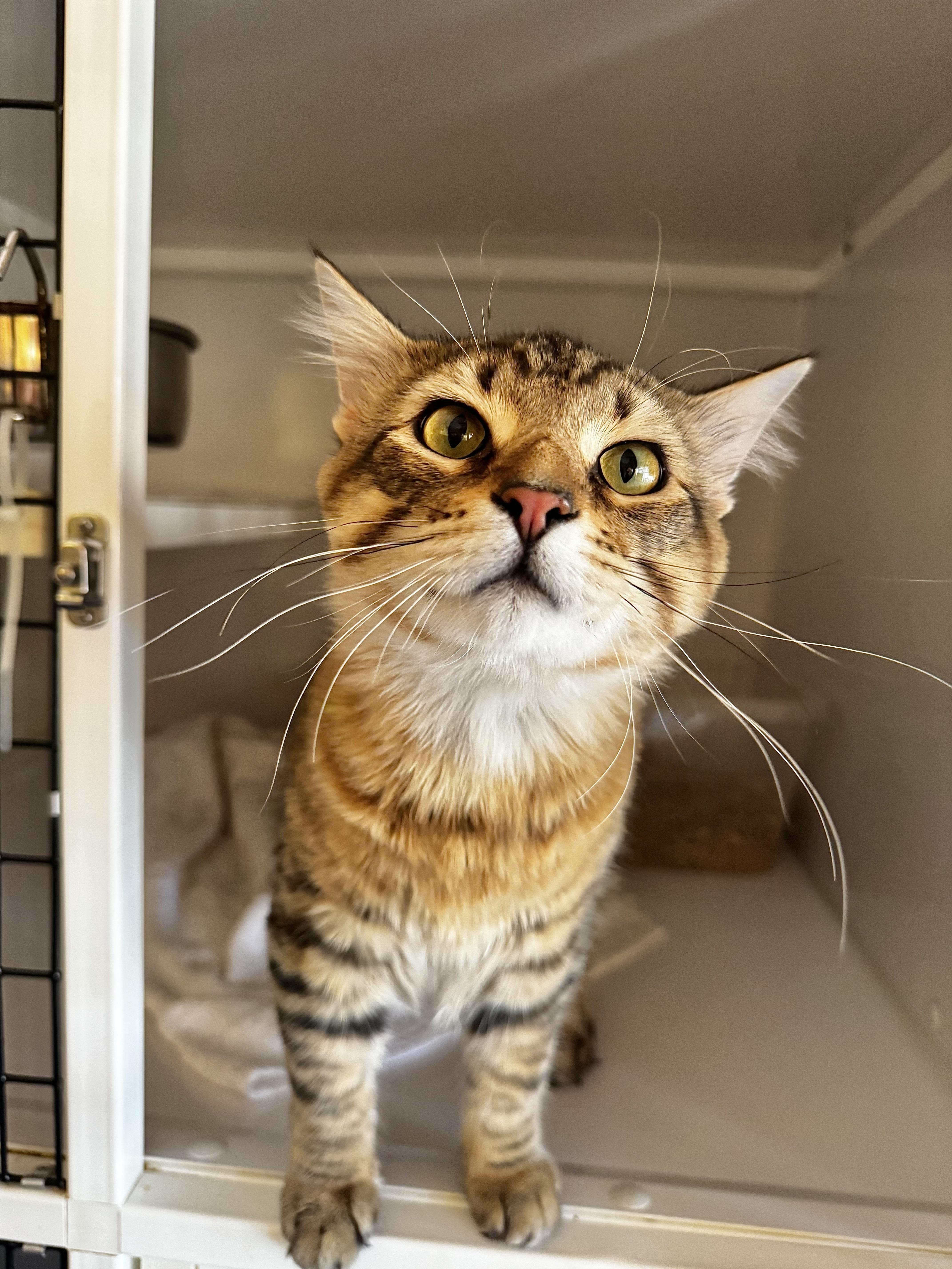 Tinker, Adopted, Adult Male Domestic Medium Hair.