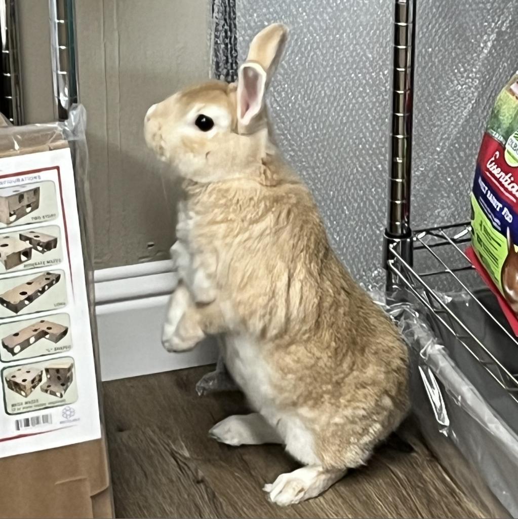 Enlarge Jasper, a Adoptable American in Napa, CA image 1/5