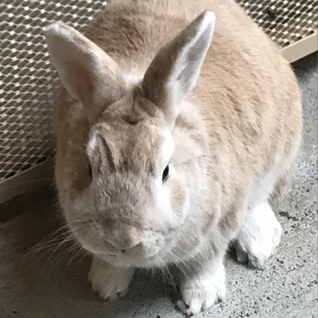 Enlarge Jasper, a Adoptable American in Napa, CA image 3/5