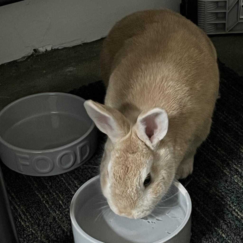 Enlarge Jasper, a Adoptable American in Napa, CA image 4/5