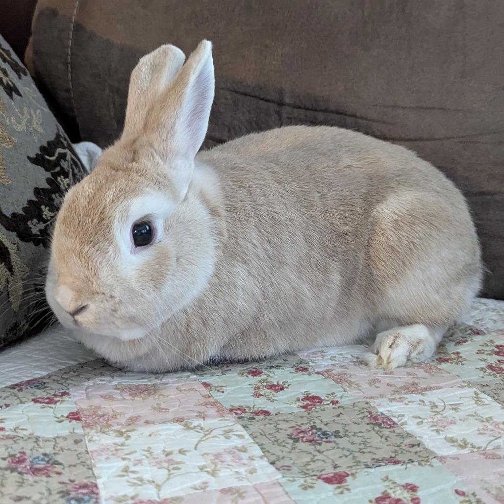 Enlarge Jasper, a Adoptable American in Napa, CA image 5/5