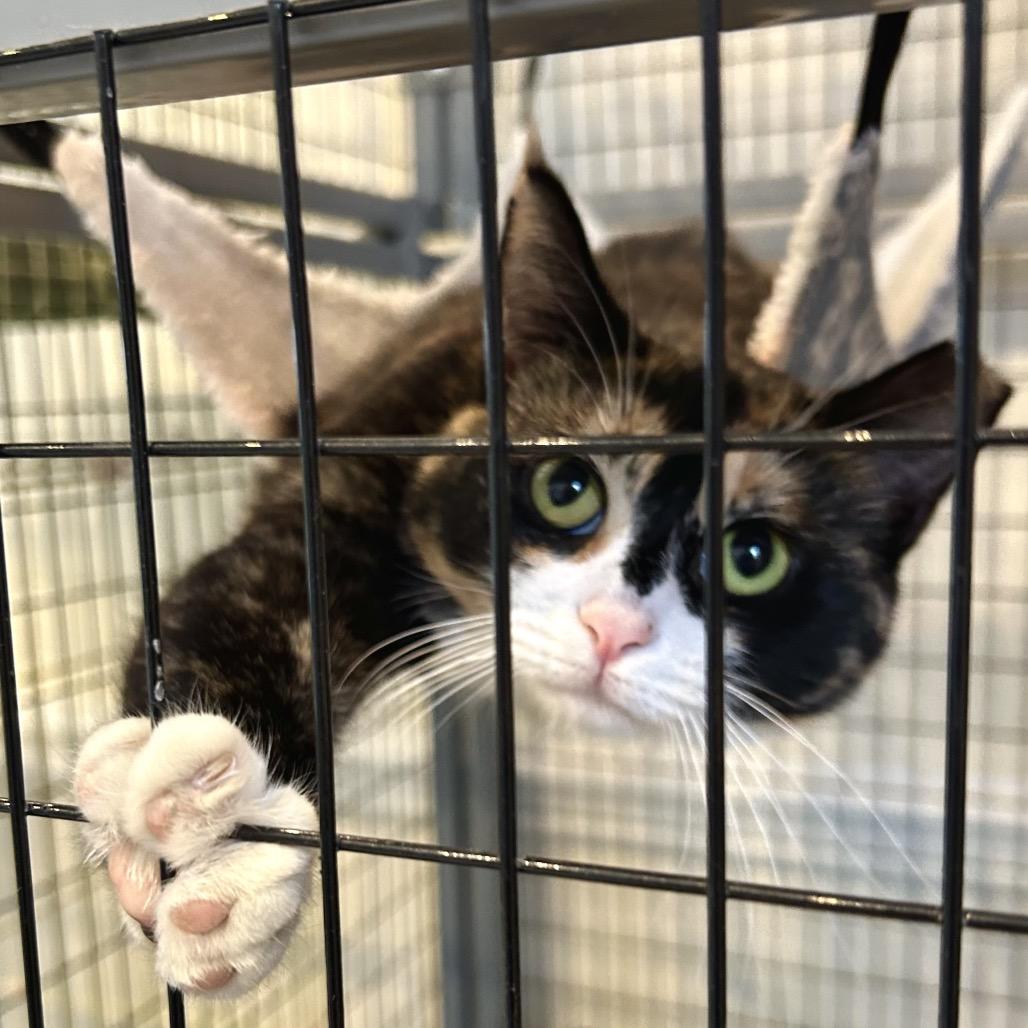 Enlarge Daisy, a Adoptable Domestic Short Hair in Johnson City, TN image 1/6