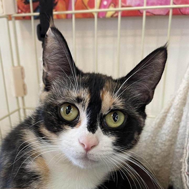 Daisy, Adoptable, Adult Female Domestic Short Hair.