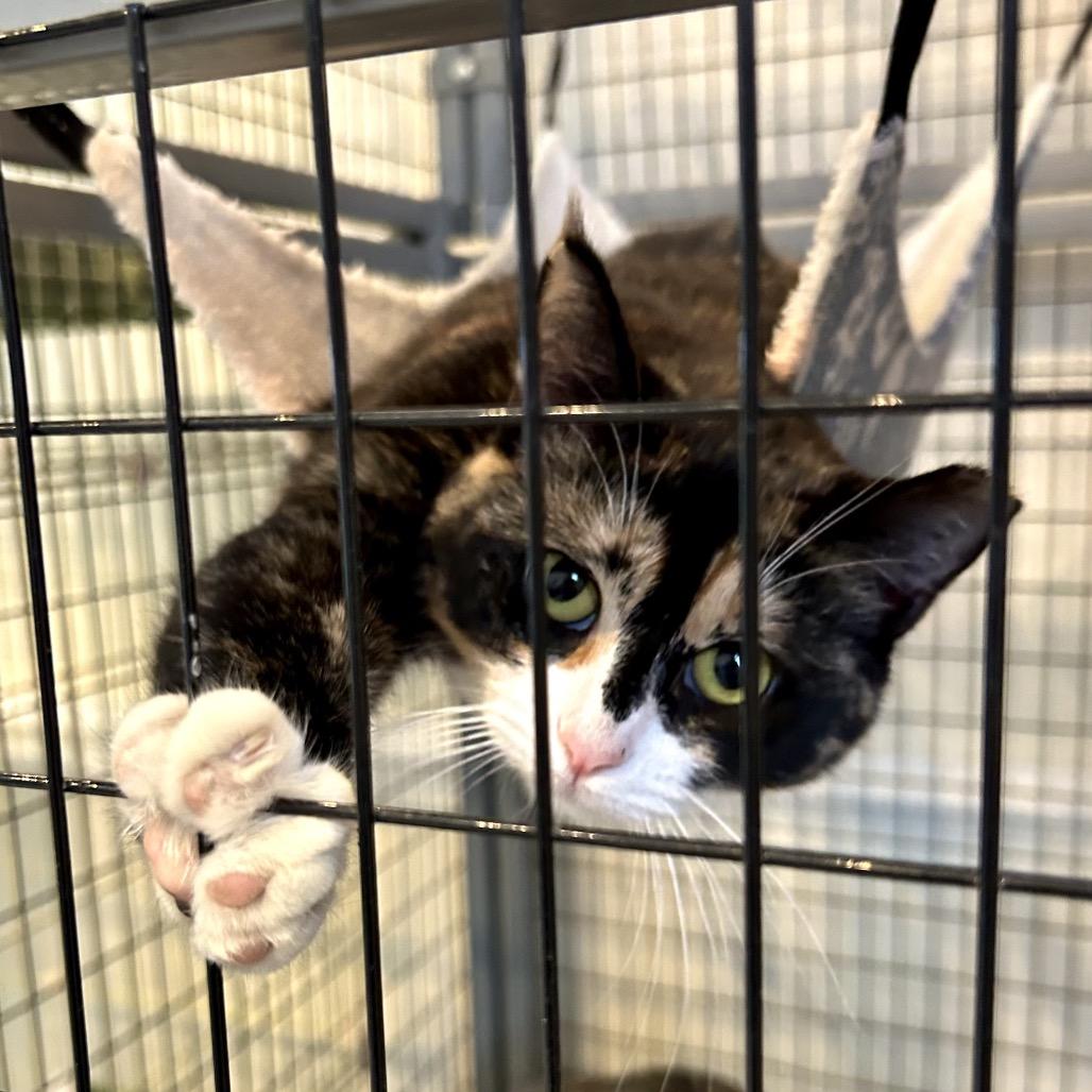 Enlarge Daisy, a Adoptable Domestic Short Hair in Johnson City, TN image 4/6