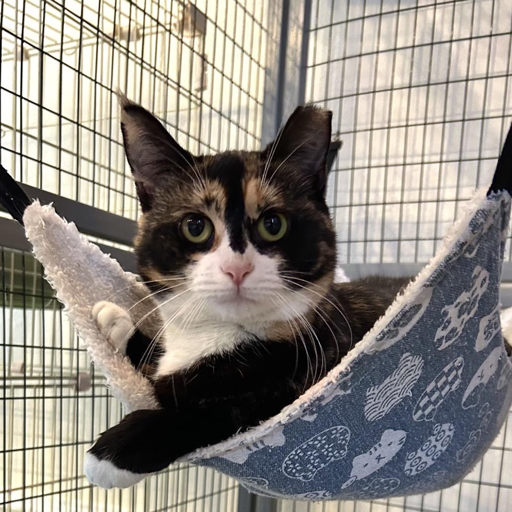 Enlarge Daisy, a Adoptable Domestic Short Hair in Johnson City, TN image 6/6