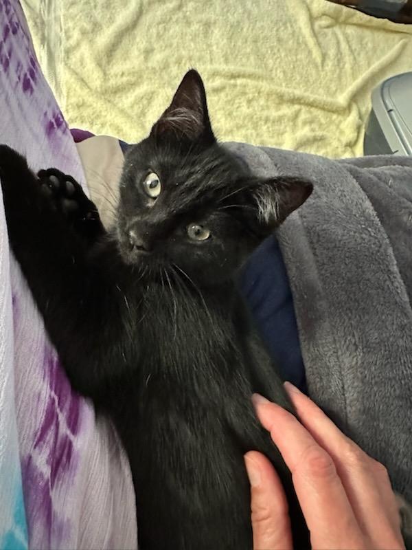 Shadow, an adoptable American Shorthair in Torrey, UT, 84775 | Photo Image 2