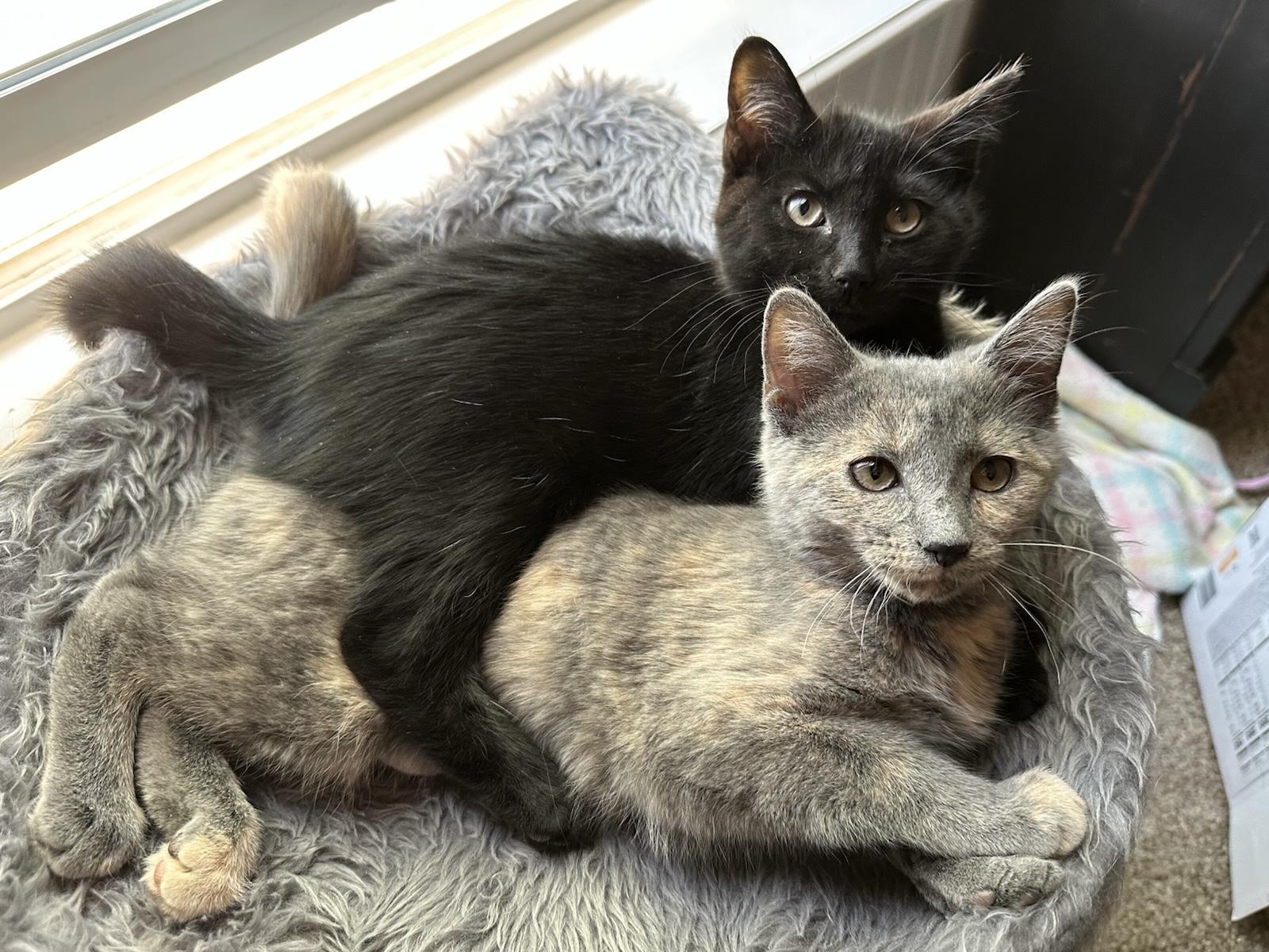 Shadow, an adoptable American Shorthair in Torrey, UT, 84775 | Photo Image 3