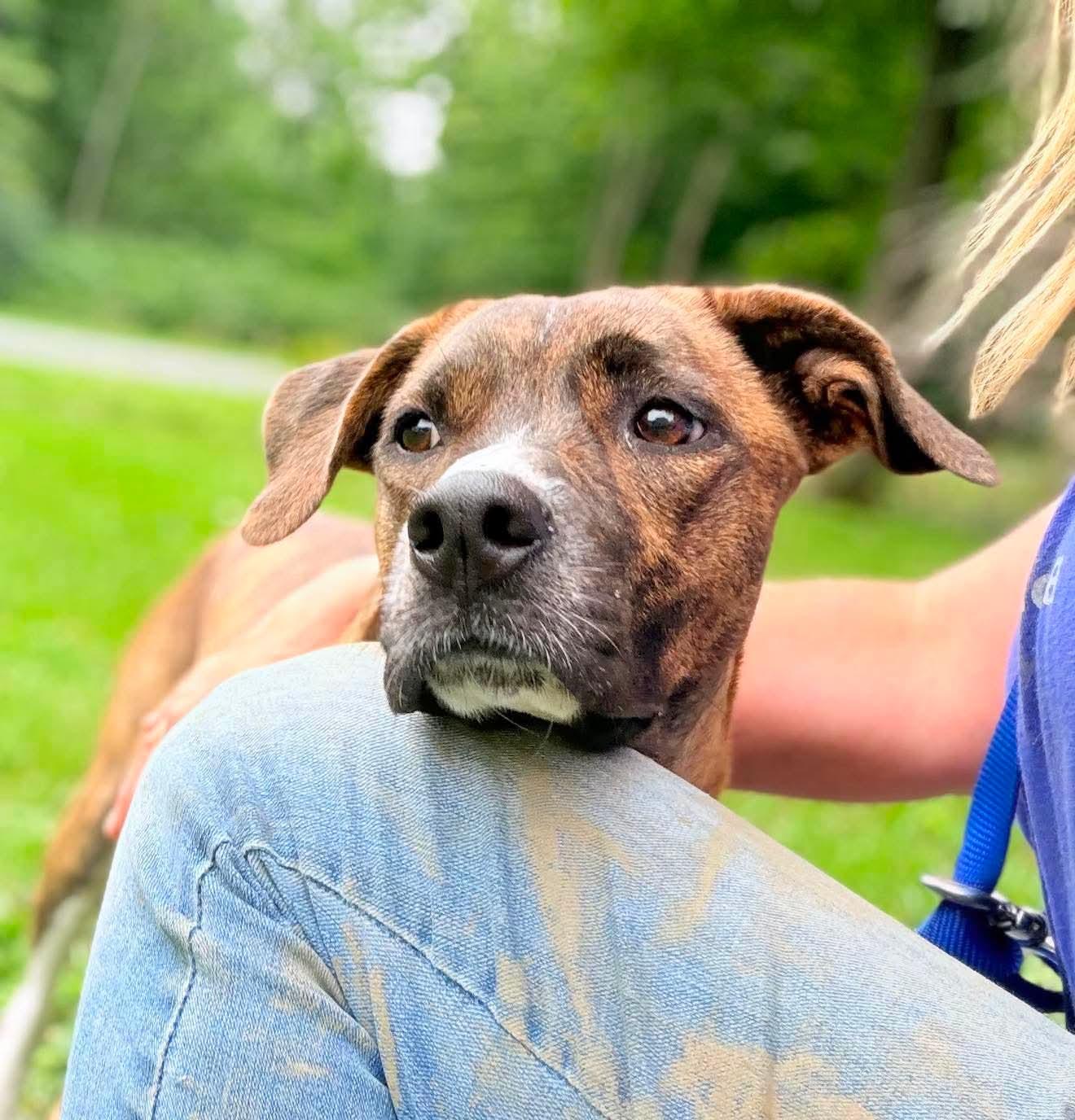 Enlarge Brinley, an adopted Mixed Breed in Argyle, NY image 3/4