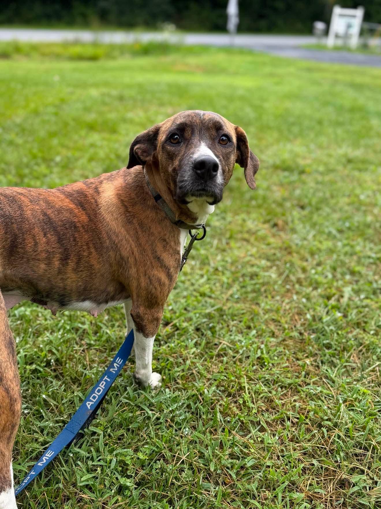 Enlarge Brinley, an adopted Mixed Breed in Argyle, NY image 4/4