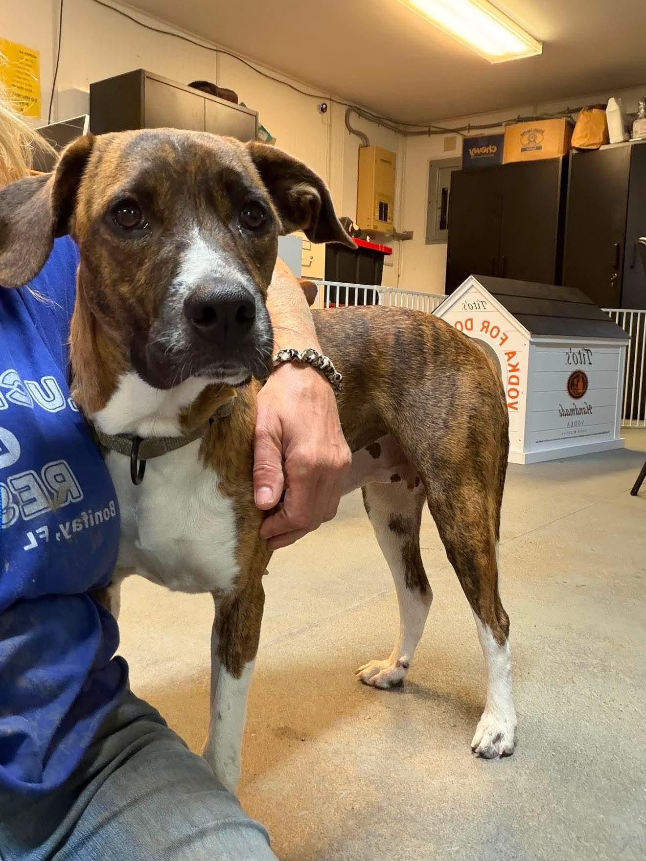 Enlarge Brinley, an adopted Mixed Breed in Argyle, NY image 2/4