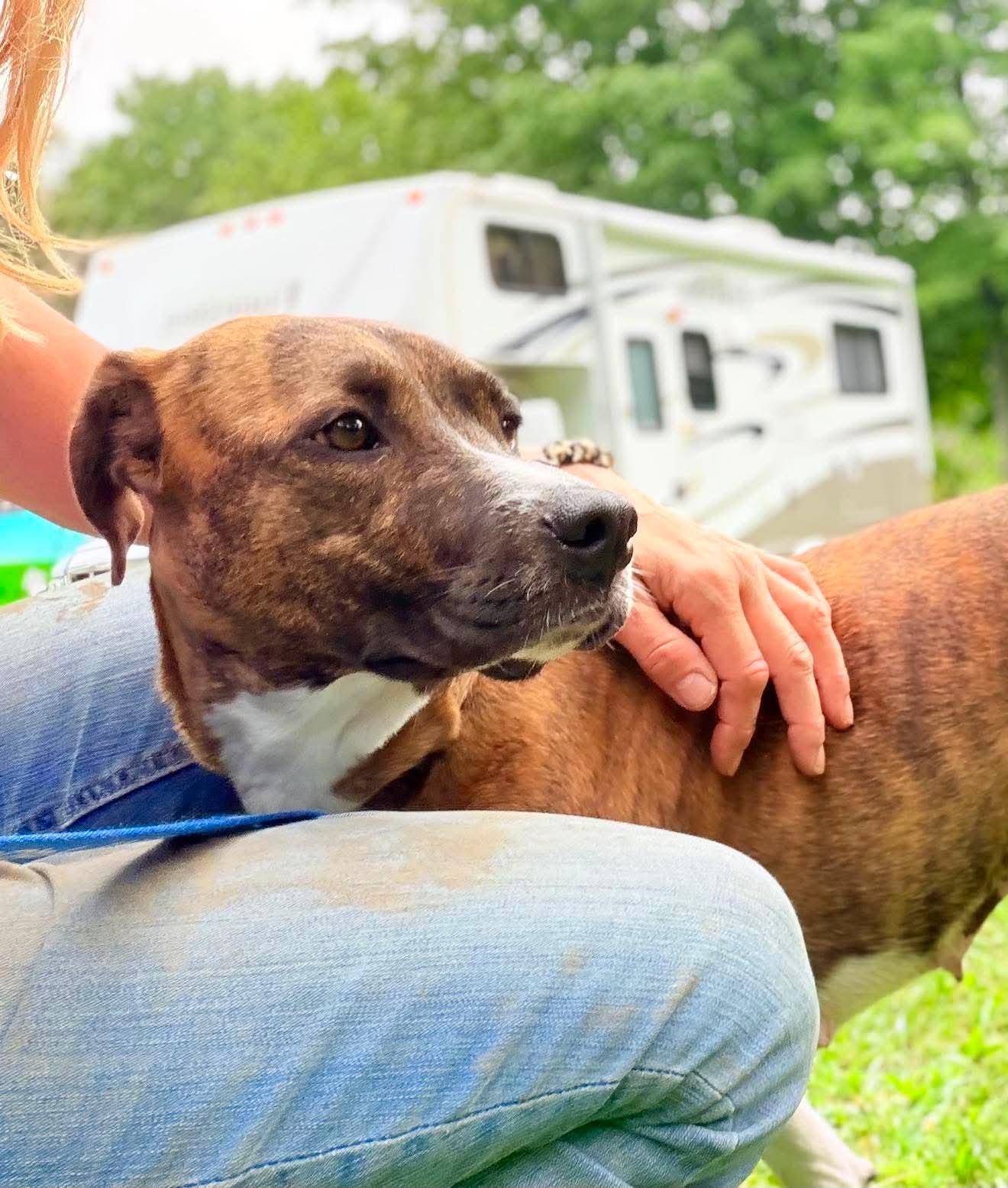 Brinley, adopted, Young Female Mixed Breed.