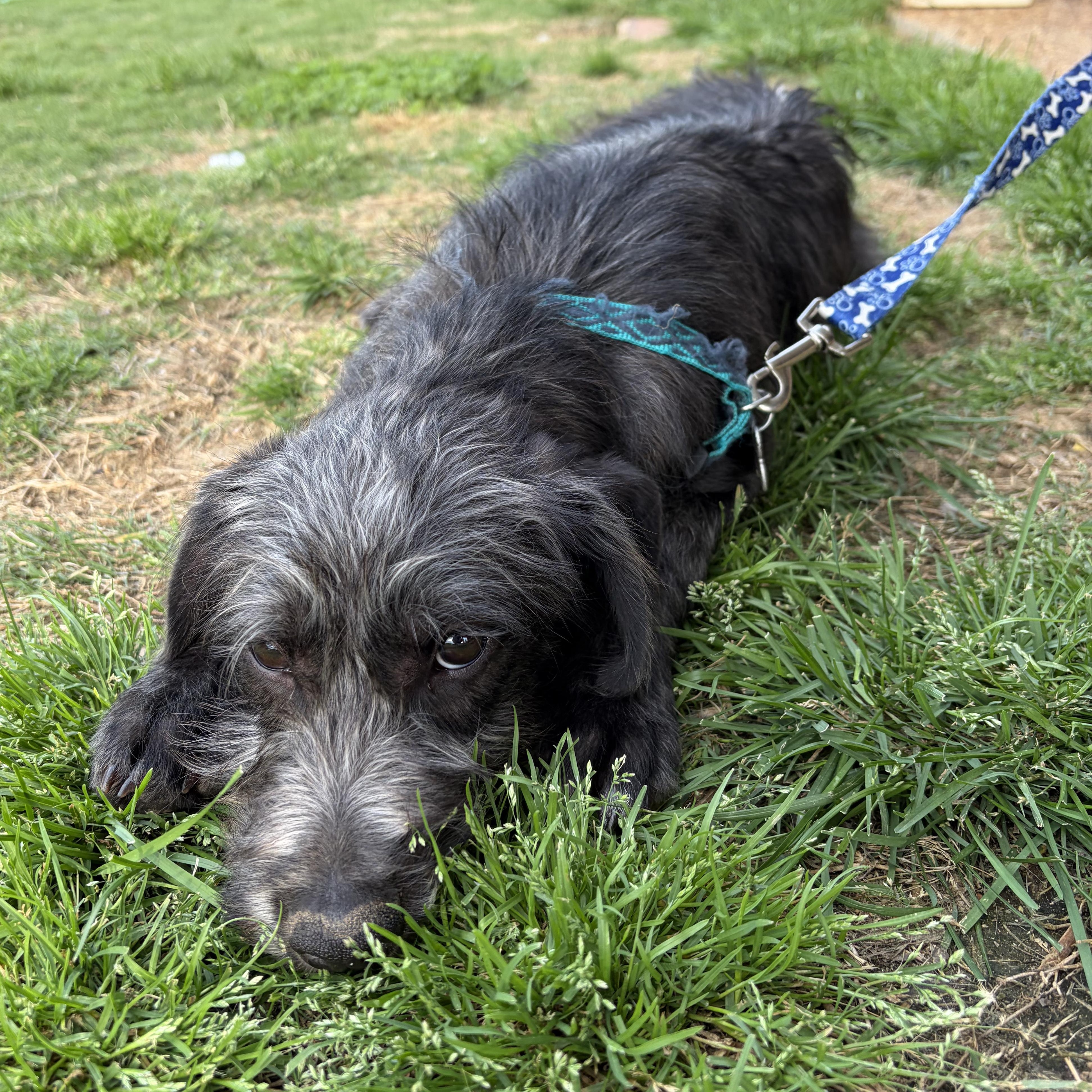 Eastwood, ADOPTABLE, Puppy Male Mixed Breed & Terrier.