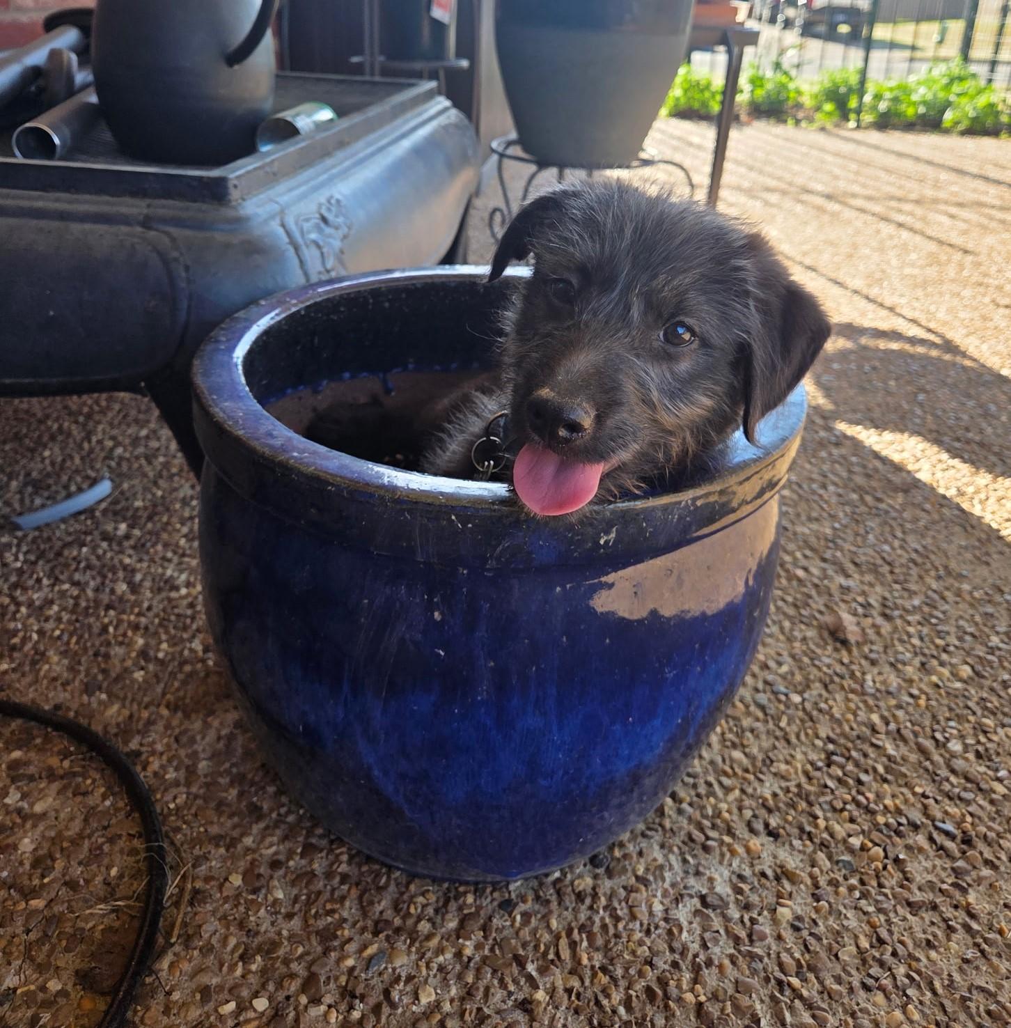 Eastwood, a ADOPTABLE mixed breed in Rossville, TN image 4/6