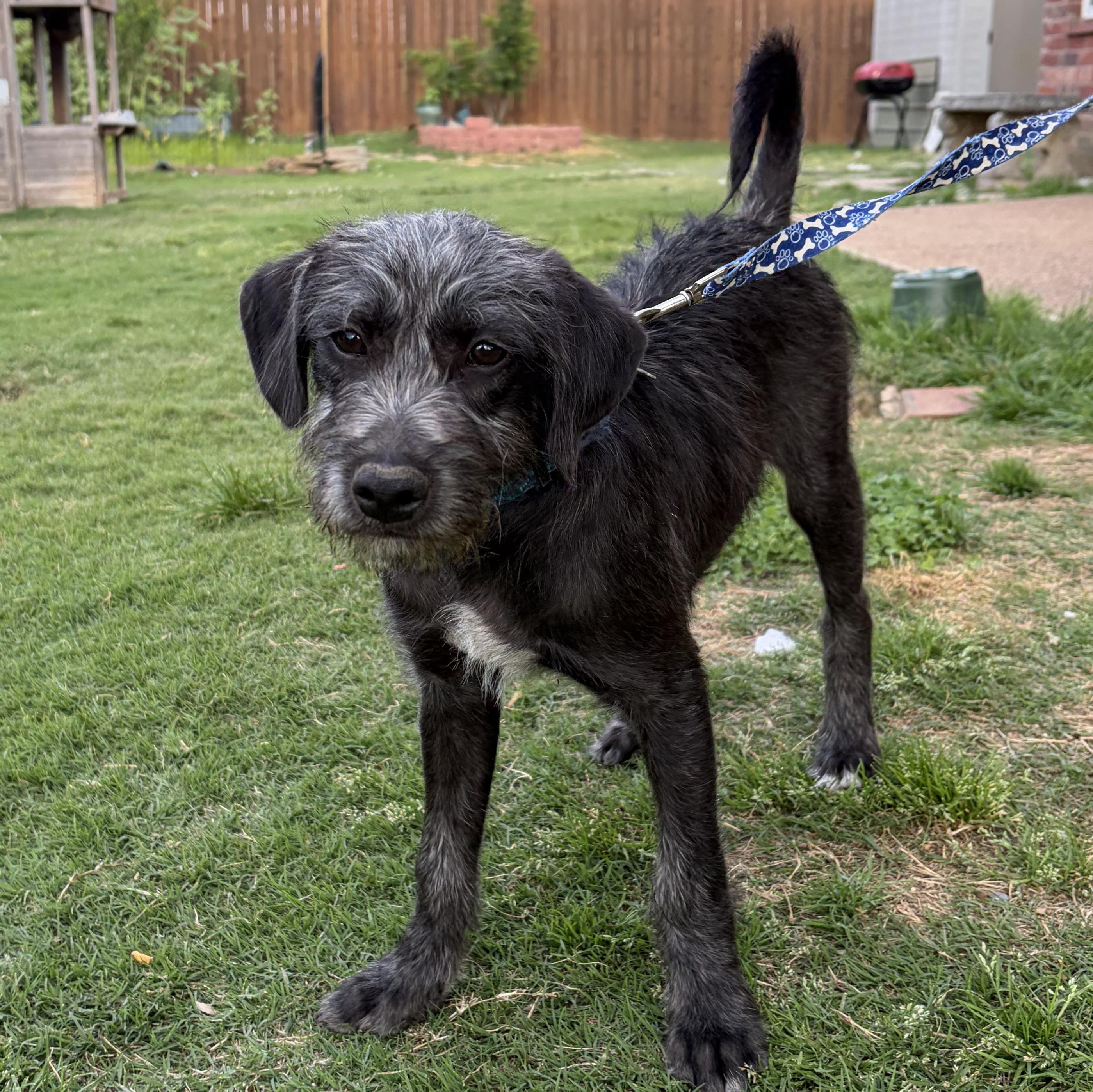 Eastwood, a ADOPTABLE mixed breed in Rossville, TN image 2/6
