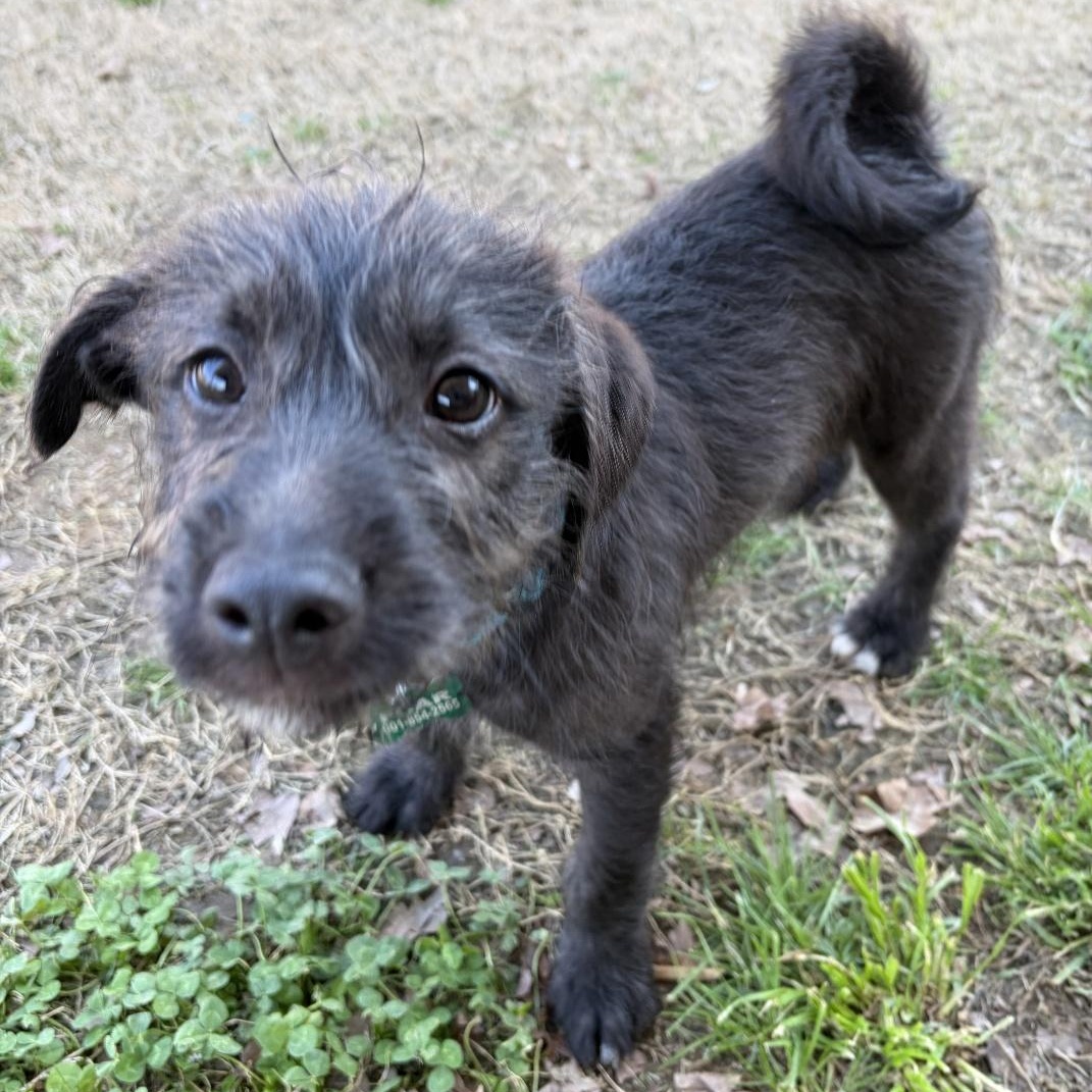 Eastwood, a ADOPTABLE mixed breed in Rossville, TN image 6/6