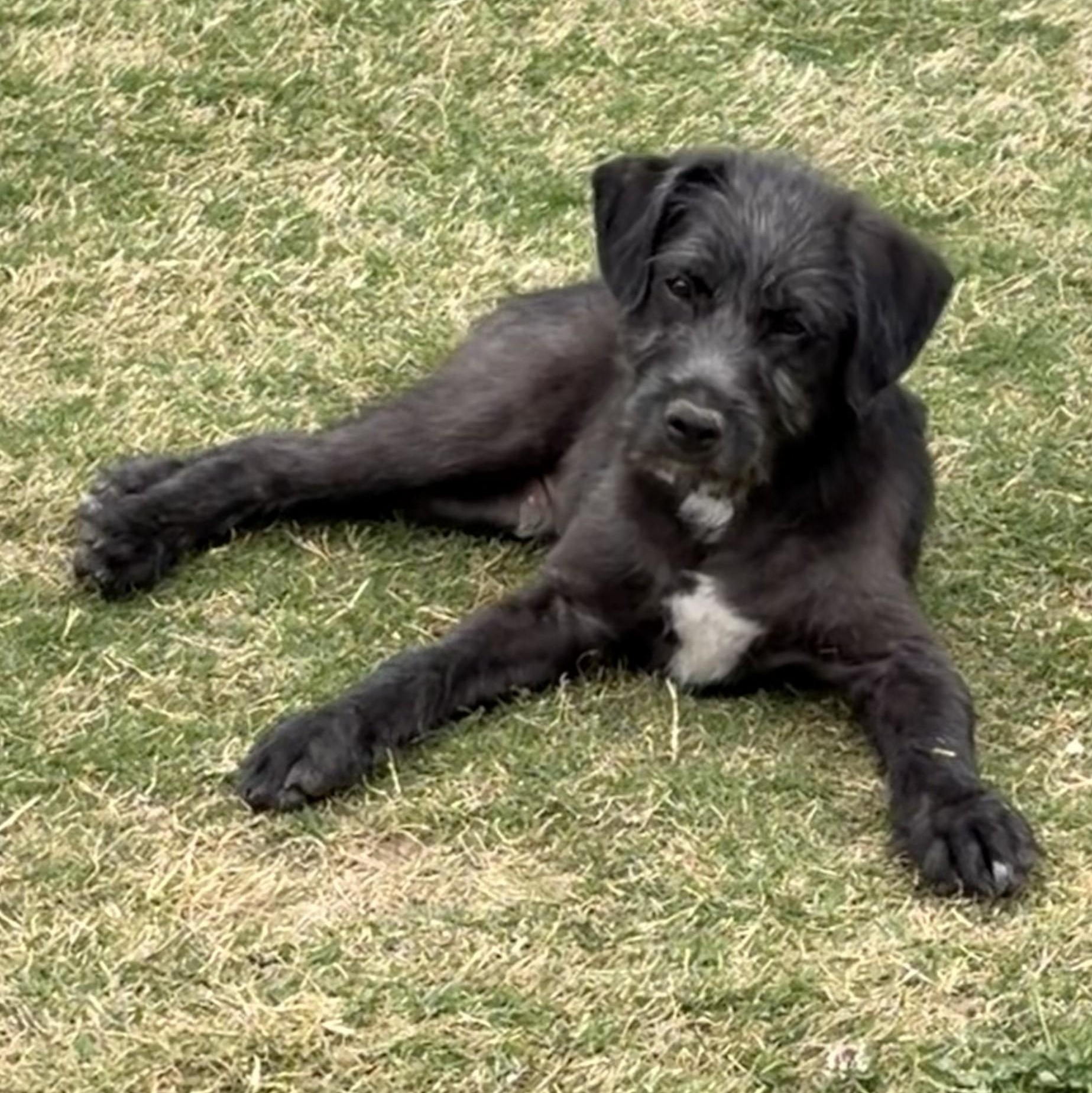 Eastwood, a ADOPTABLE mixed breed in Rossville, TN image 3/6