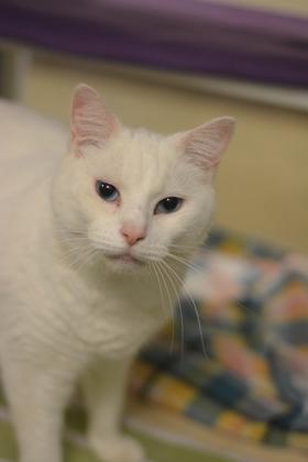 AppleBee, a Adoptable Domestic Short Hair in Fallston, MD image 1/3