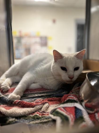 AppleBee, Adoptable, Adult Male Domestic Short Hair & Domestic Short Hair.