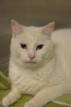 AppleBee, a Adoptable Domestic Short Hair in Fallston, MD image 3/3