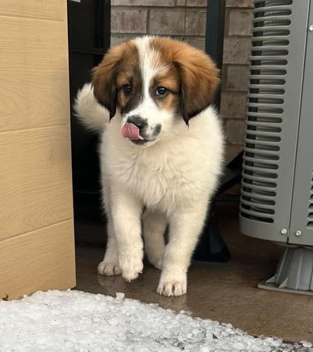 Strawberry, a ADOPTABLE mixed breed in Kiowa, OK image 5/6