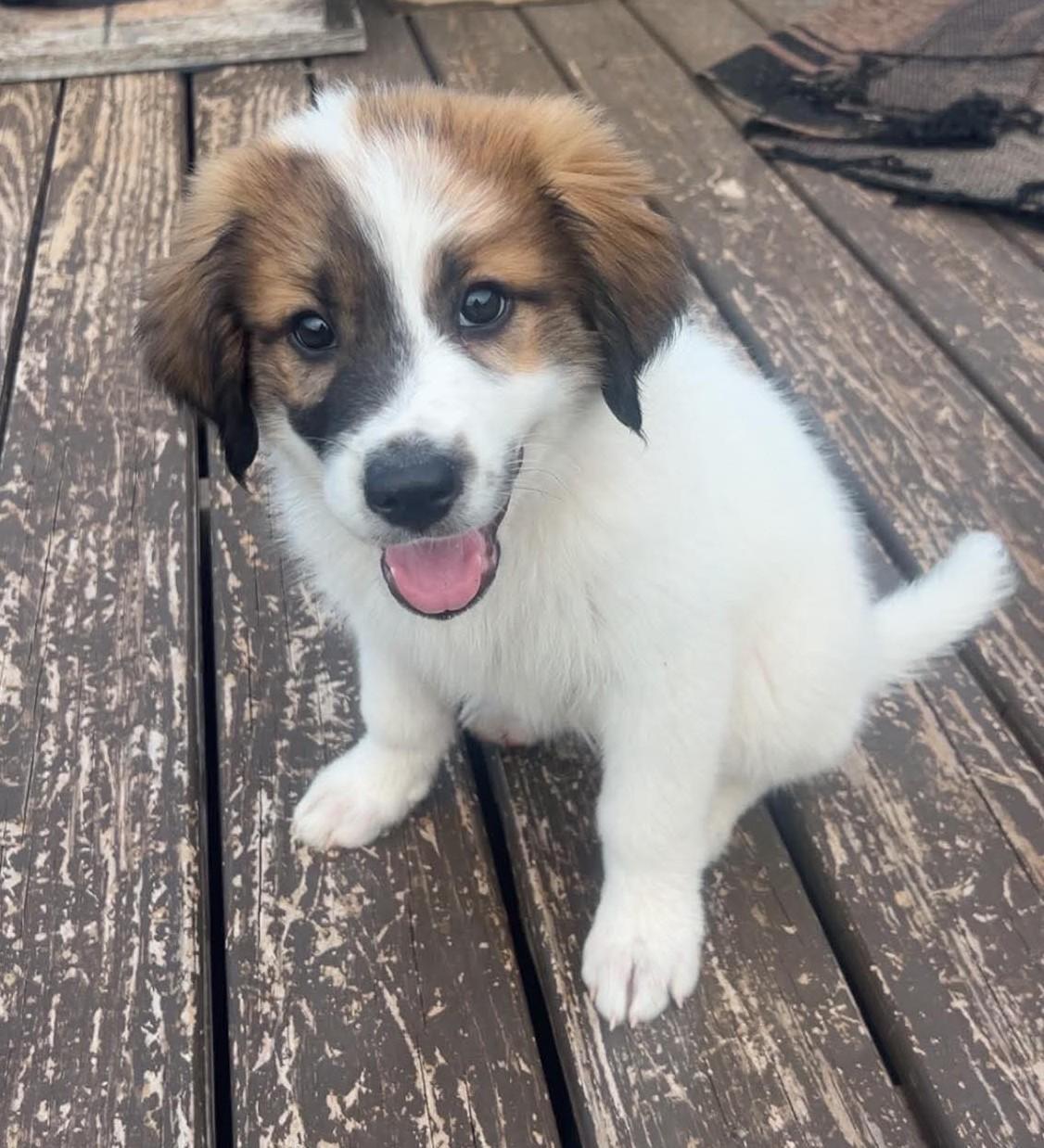 Strawberry, a ADOPTABLE mixed breed in Kiowa, OK image 6/6