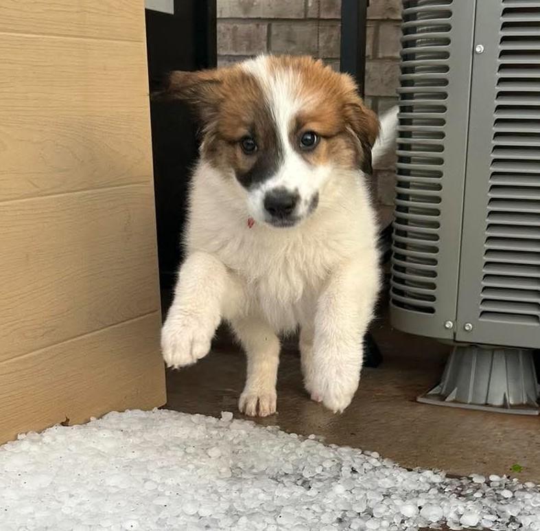 Strawberry, a ADOPTABLE mixed breed in Kiowa, OK image 2/6