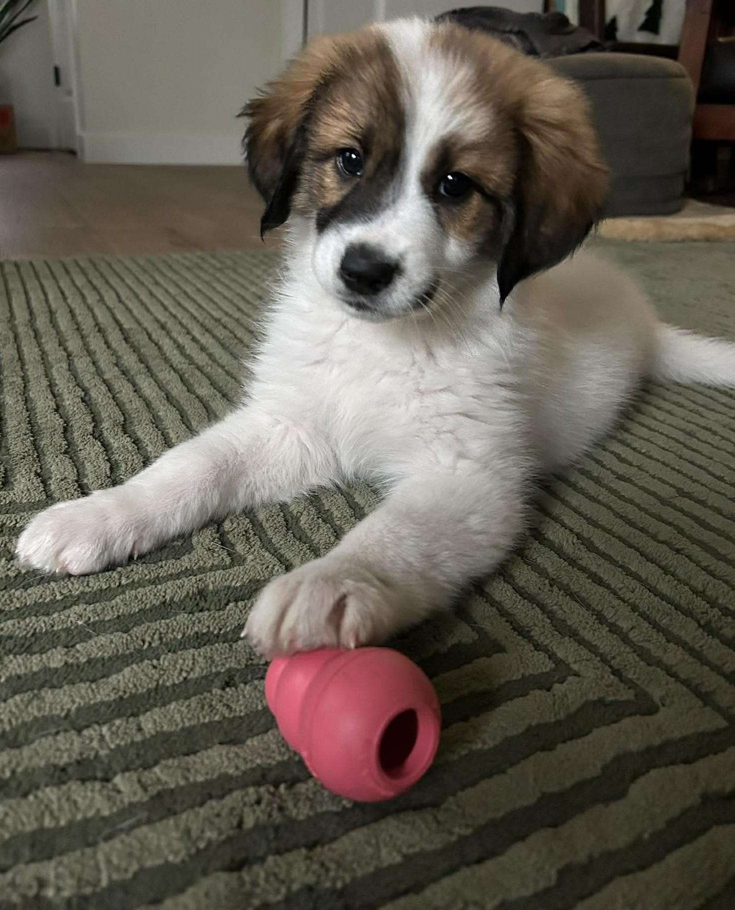 Strawberry, a ADOPTABLE mixed breed in Kiowa, OK image 1/6