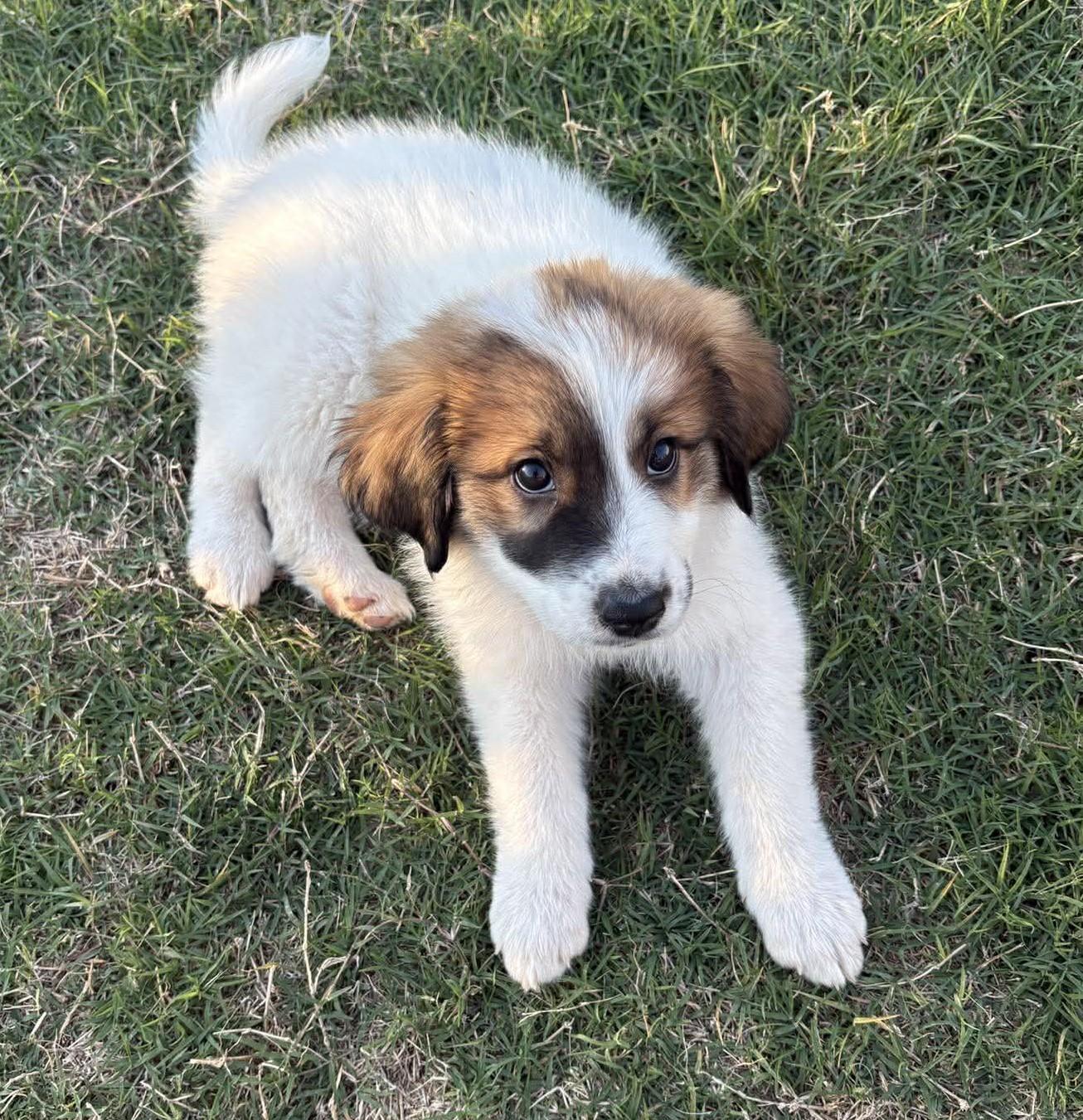 Strawberry, a ADOPTABLE mixed breed in Kiowa, OK image 3/6