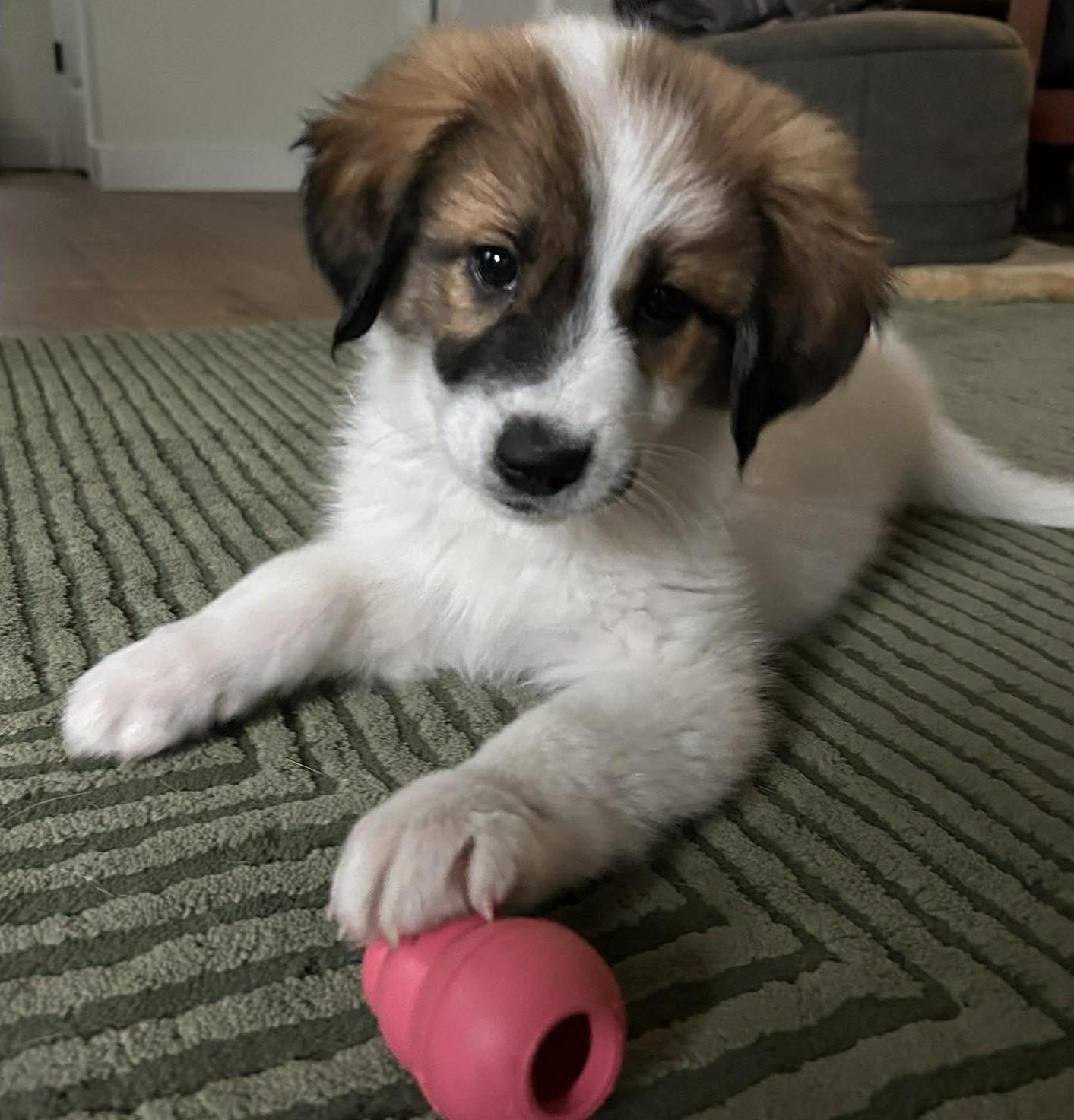 Strawberry, a ADOPTABLE mixed breed in Kiowa, OK image 4/6