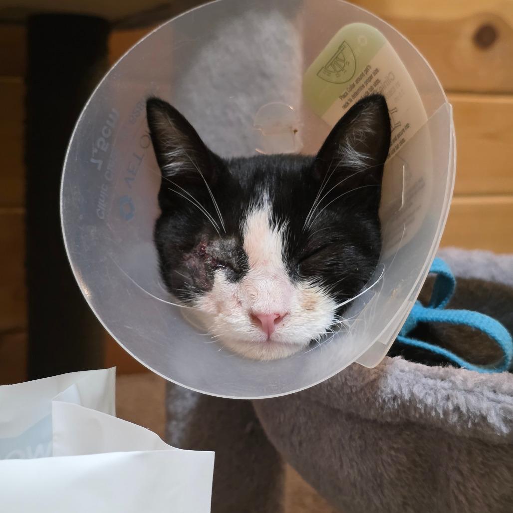 Enlarge Longfellow C12481, a Adoptable Domestic Short Hair in Princeton, MN image 1/2