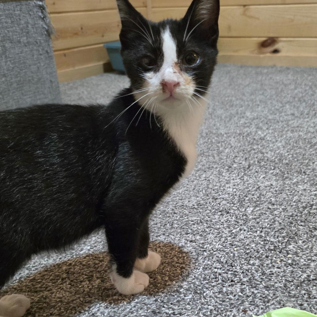 Enlarge Longfellow C12481, a Adoptable Domestic Short Hair in Princeton, MN image 2/2