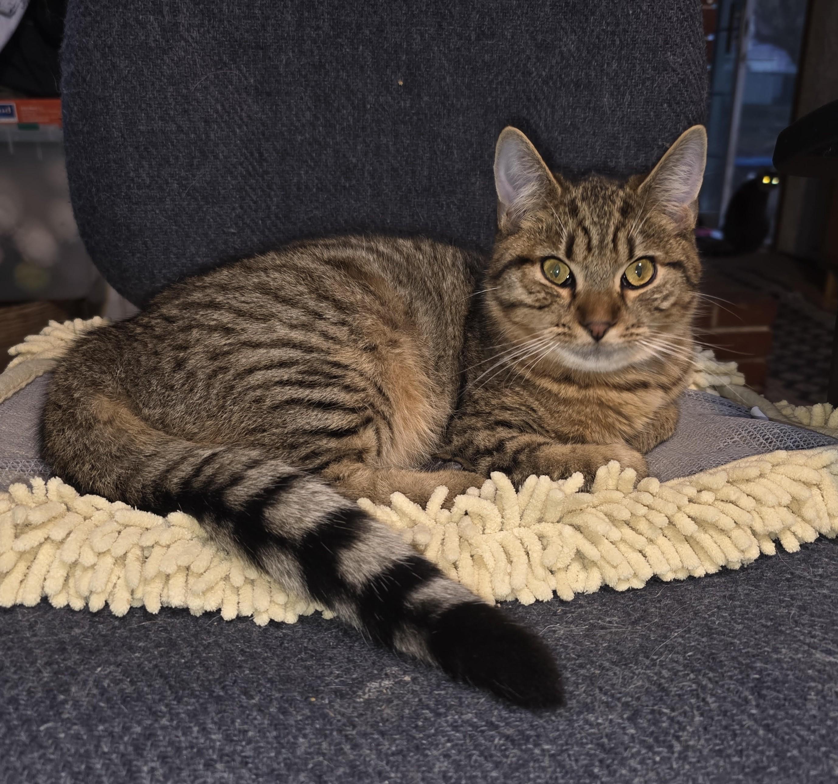 Stormy (with Rocky), ADOPTABLE, Kitten Male Domestic Short Hair.
