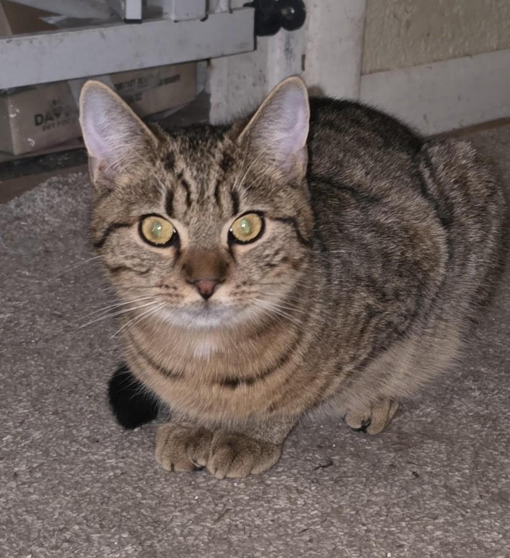 Enlarge Stormy (with Rocky), a ADOPTABLE Domestic Short Hair in Silverton, OR image 2/2