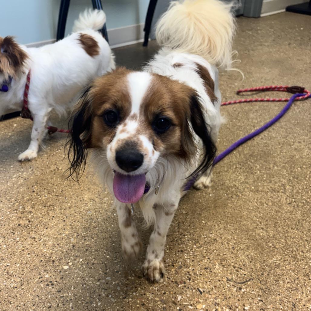 Enlarge Kenny Rogers, a Adoptable mixed breed in Skokie, IL image 1/6