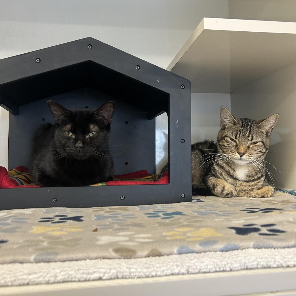 Enlarge Marisa, a Adoptable Domestic Short Hair in Wheeling, IL image 1/6