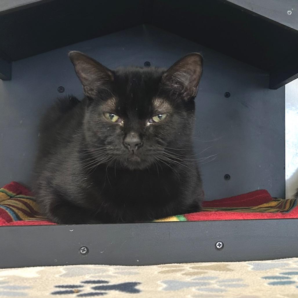 Enlarge Marisa, a Adoptable Domestic Short Hair in Wheeling, IL image 2/6