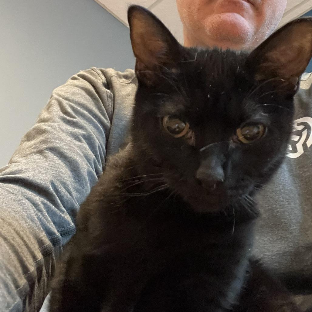 Enlarge Marisa, a Adoptable Domestic Short Hair in Wheeling, IL image 1/1