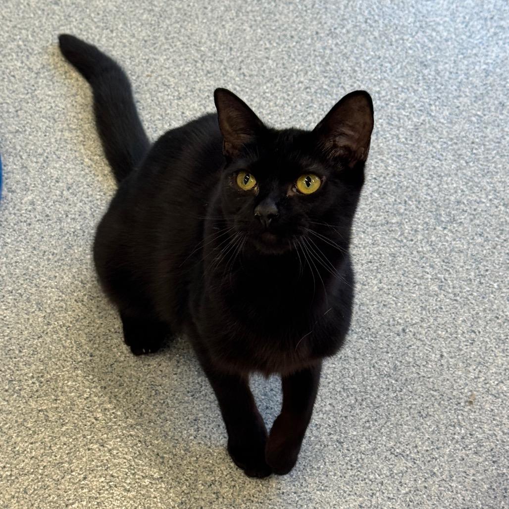 Enlarge Marisa, a Adoptable Domestic Short Hair in Wheeling, IL image 4/6