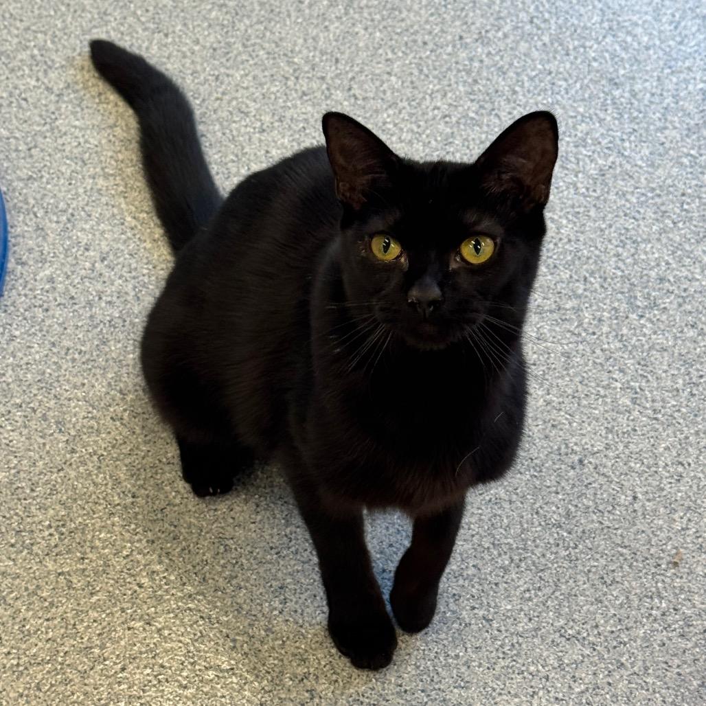 Enlarge Marisa, a Adoptable Domestic Short Hair in Wheeling, IL image 5/6