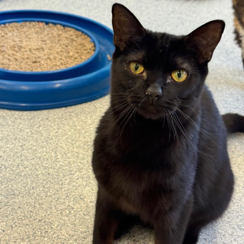 Enlarge Marisa, a Adoptable Domestic Short Hair in Wheeling, IL image 6/6