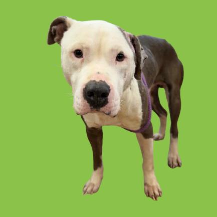 Roberto, Adoptable, Adult Male Pit Bull Terrier.