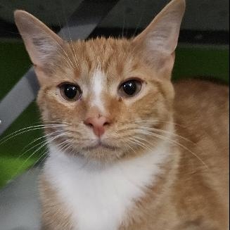 Enlarge Thomas, an adopted American Shorthair in Evans City, PA image 1/1