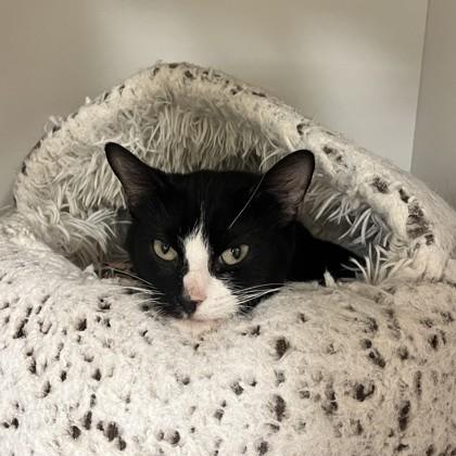 Leviosa, Adoptable, Adult Female Domestic Short Hair.
